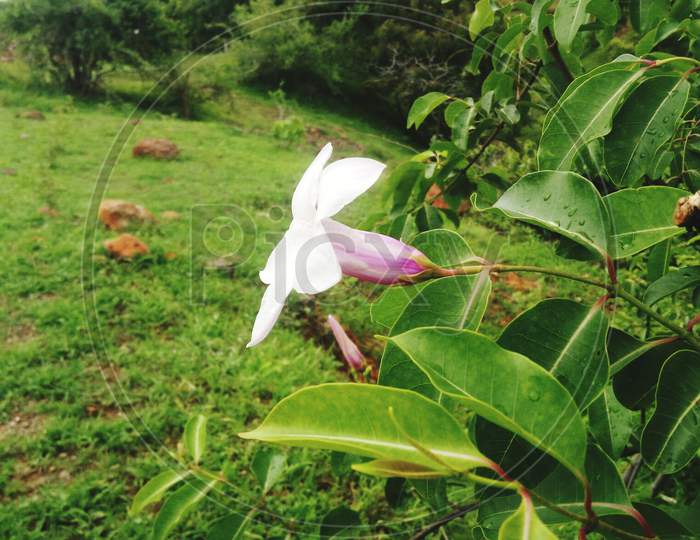 A beautiful flower in forests