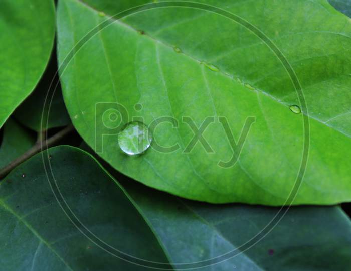 Water drop on green tree leaf
