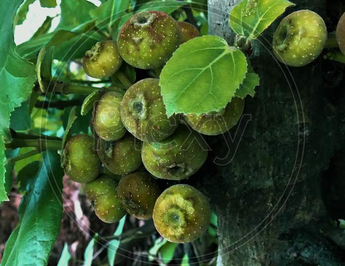Fig Flower Cluster fig tree Uttar Pradesh India