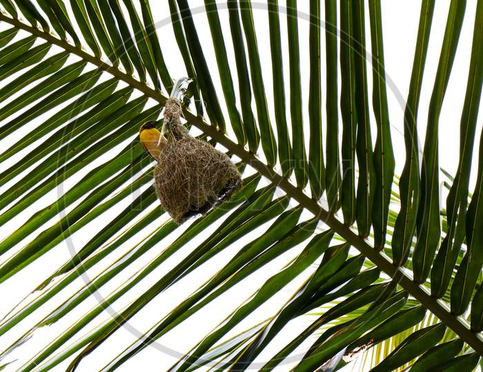 Weaver Bird Making Nest On The Palm Tree Leaf