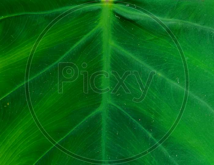 Natural pattern of a green leaf