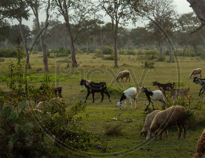 Sheeps And Goats Grazing Along The Forest Area In Masinagudi, Mudumalai National Park, Tamil Nadu - Karnataka State Border, India