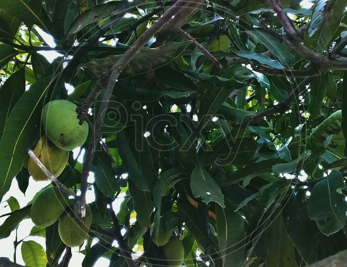Pedda Rasalu, Kalmi, A Variety Of Mango. Uttar Pradesh