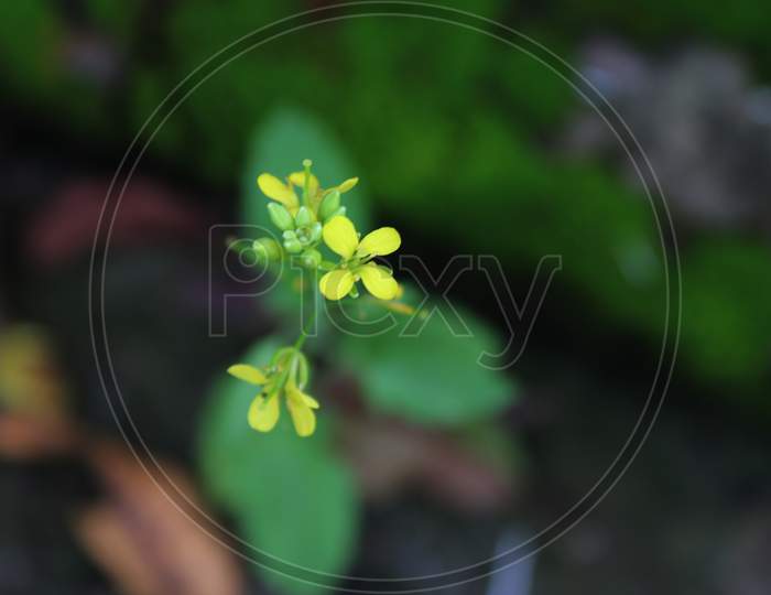 Yellow flower with natural background