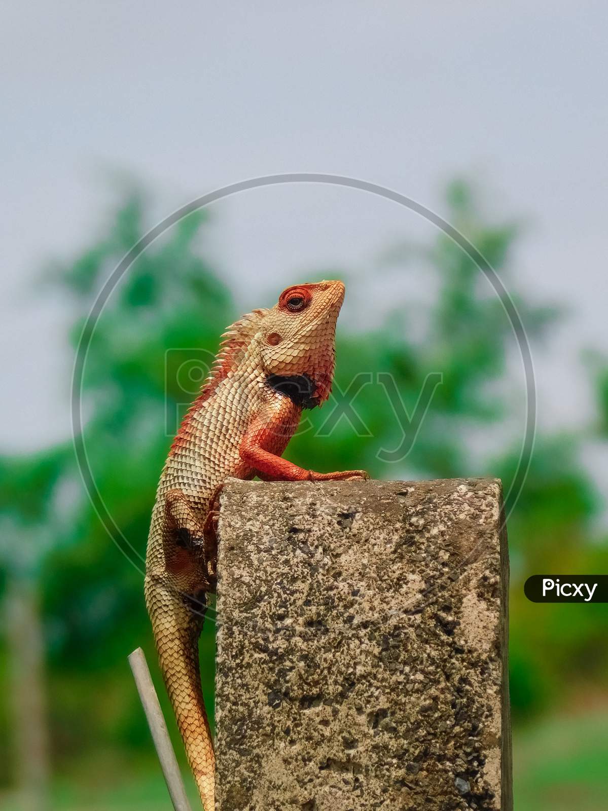 Oriental garden lizard or Changeable lizard (Calotes versicolor) lazy lying on grunge cement pole with green nature blurred background.