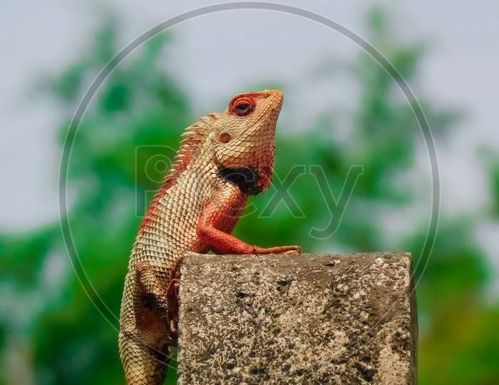 Oriental garden lizard or Changeable lizard (Calotes versicolor) lazy lying on grunge cement pole with green nature blurred background.