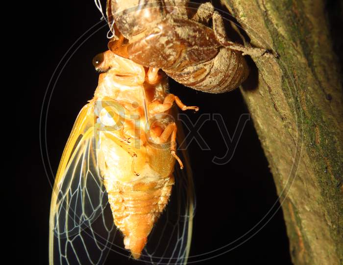 cicada，蟬