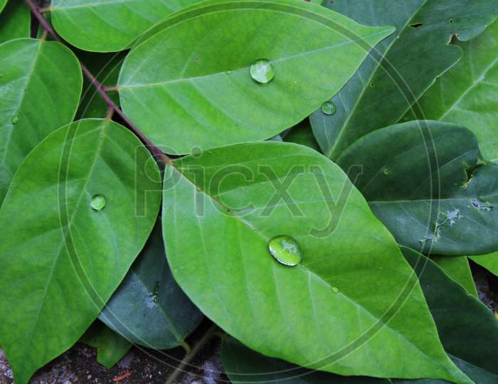 Natural green leaf background cover photo