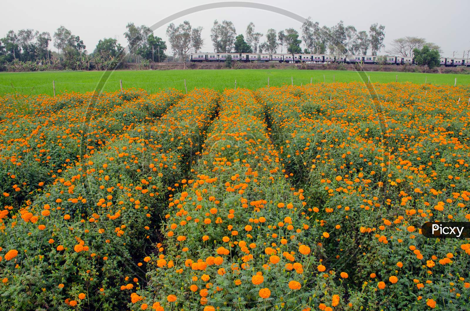 marigold flower farming at rural bengal