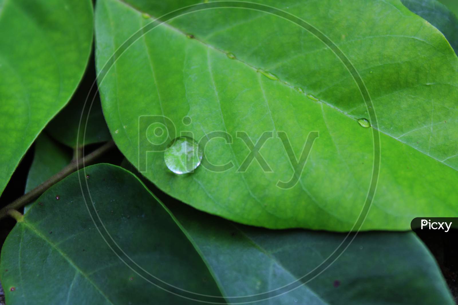 Water drop on green tree leaf