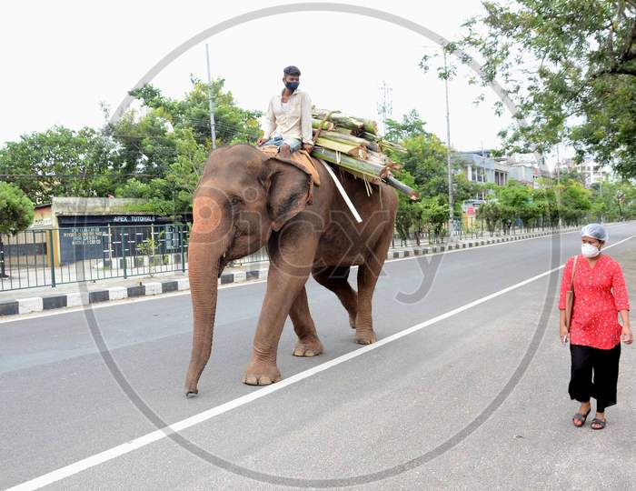 ELEPHANT ON STREET