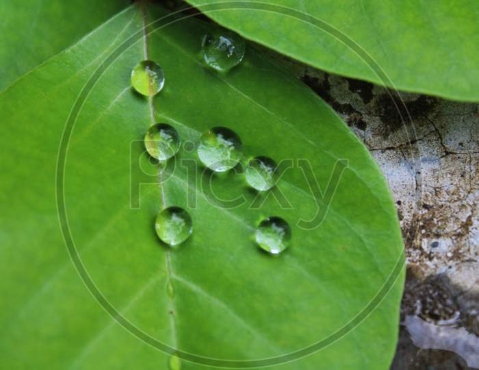 Small water drops on green leaf