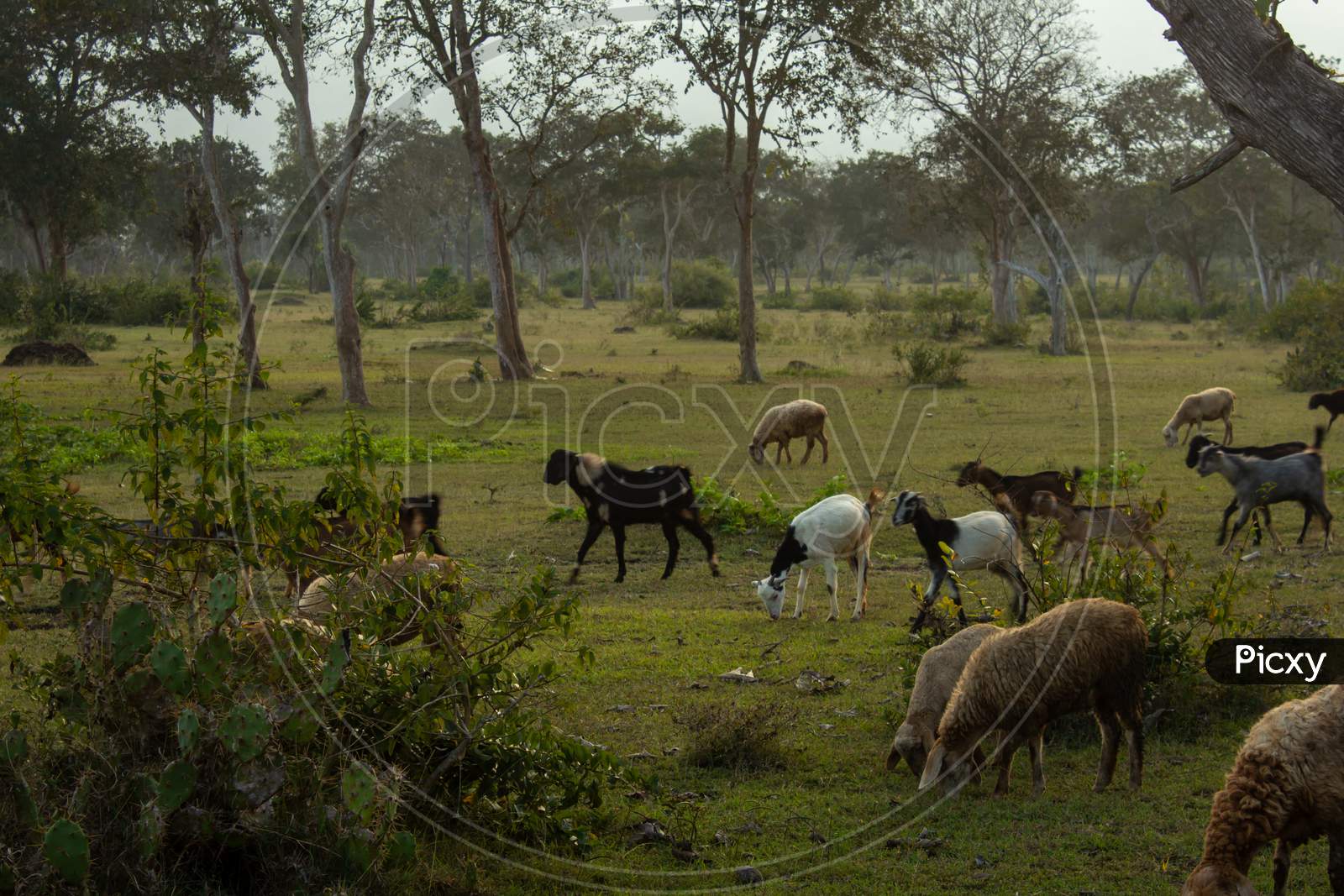 Sheeps And Goats Grazing Along The Forest Area In Masinagudi, Mudumalai National Park, Tamil Nadu - Karnataka State Border, India