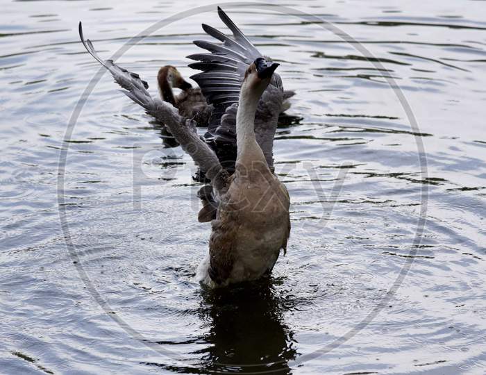 GEESE AT POND