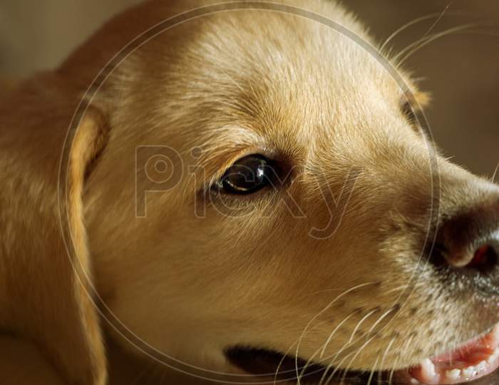 GOLDEN Labrador Retriever PUPPY CUTE AND ADORABLE