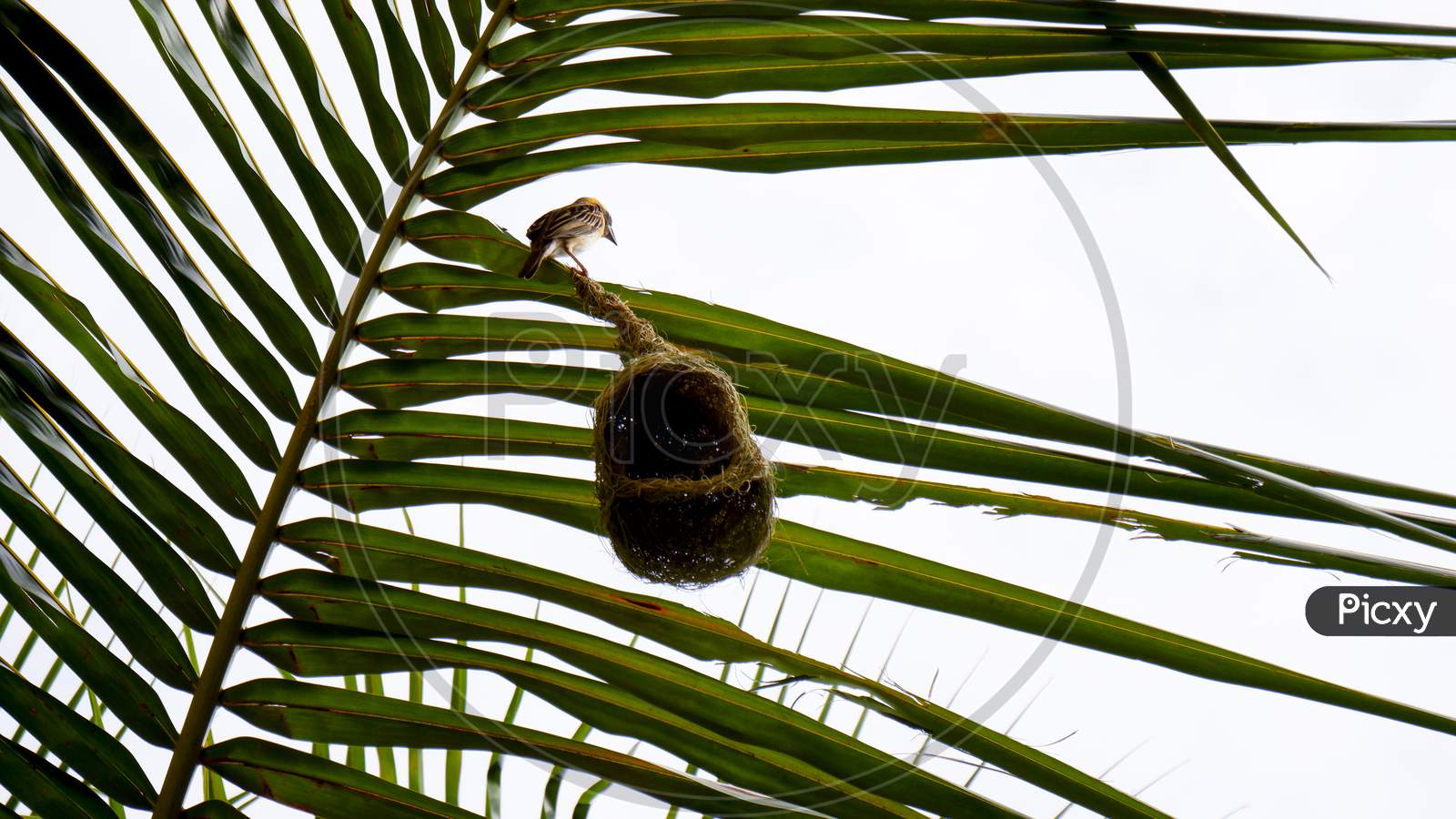 Weaver Bird & Nest Isolated On The Palm Tree Leaf