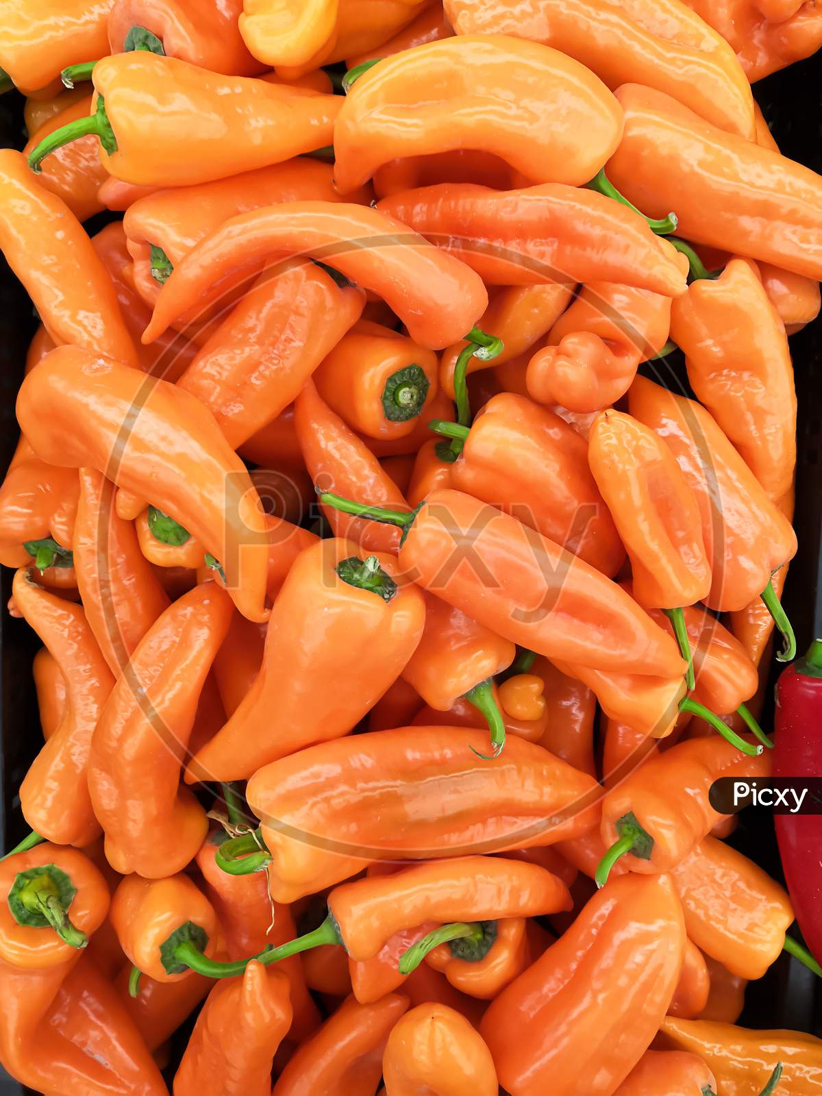 Orange Habanero Chilli Pepper