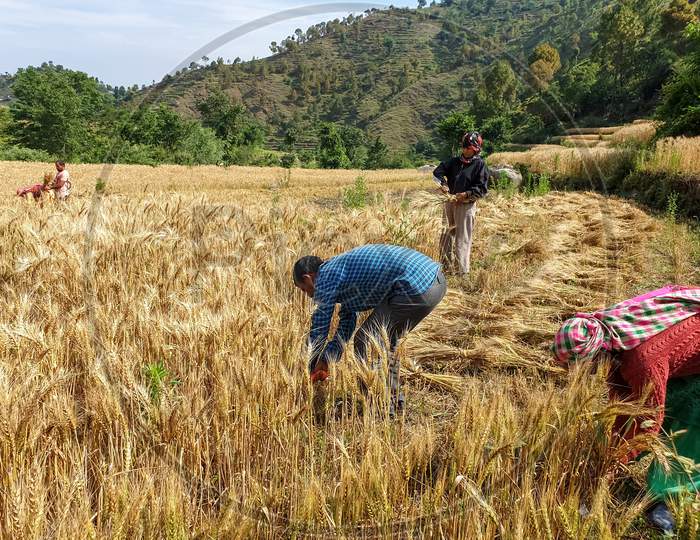 Mandi, Himachal Pradesh / India - June 04 2020: Photo of a man and two women which are cutting wheat in the farm during lockdown days, Himachal Pradesh, India
