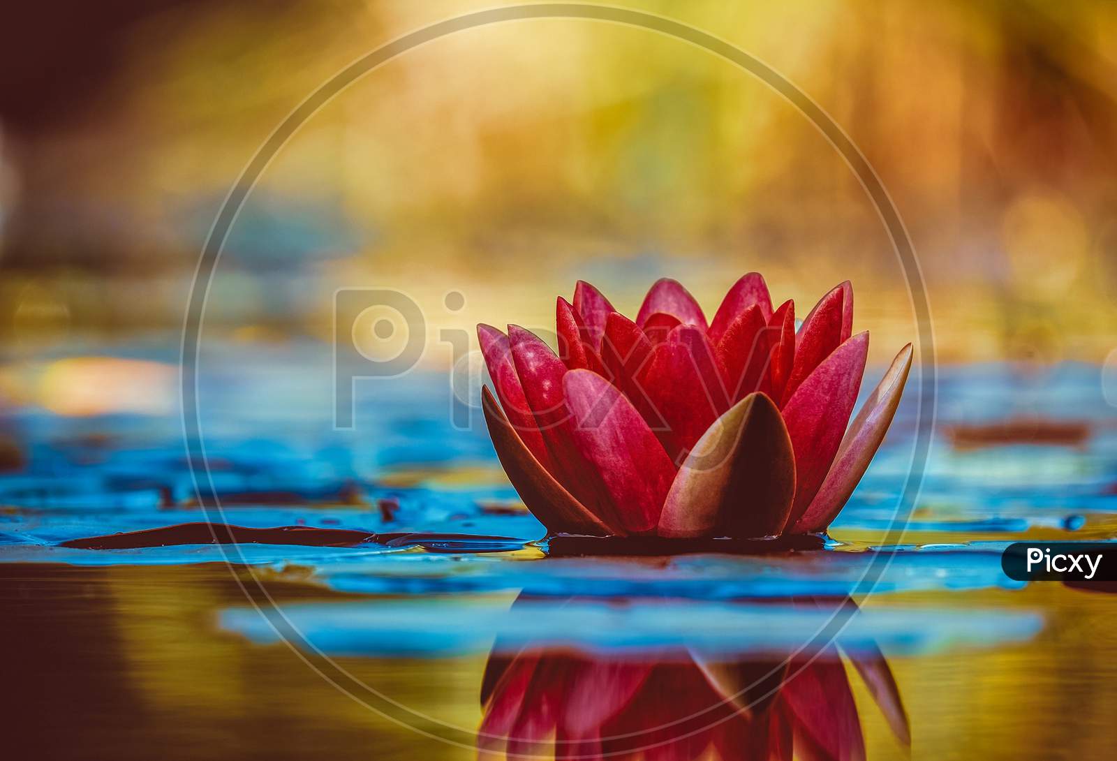 Red lotus flower