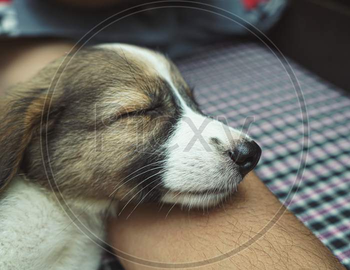 A Cute Little Dog Sleeping With His Owner In His Arms