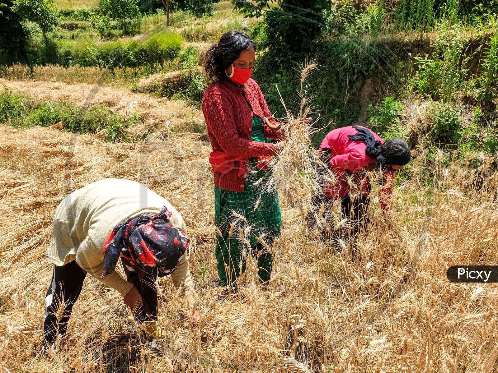 Mandi, Himachal Pradesh / India - June 08 2020: Indian women which are cutting wheat with wearing face mask during lockdown days with selective focus, selective focus on subject, background blur