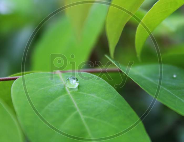 Natural green leaf with water drop background cover photo