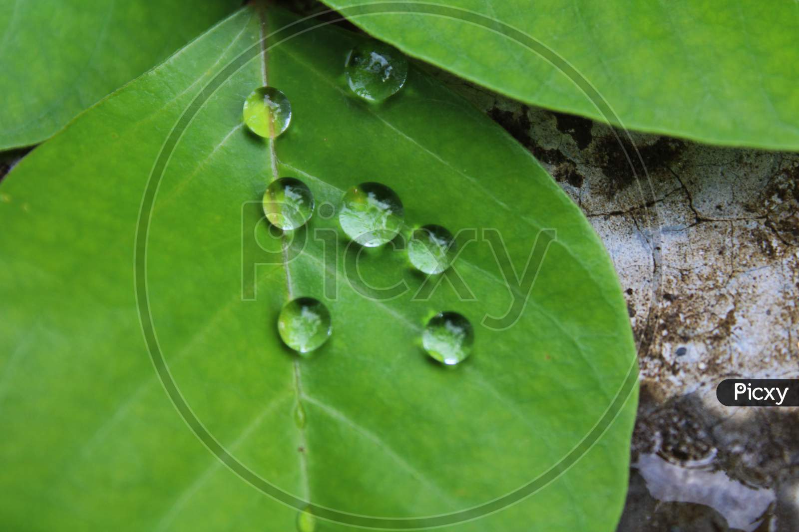 Small water drops on green leaf