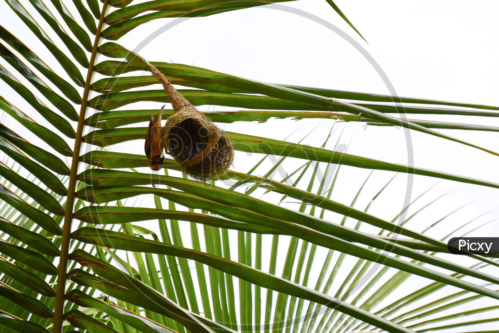 Weaver Bird Making Nest On The Palm Tree Leaf