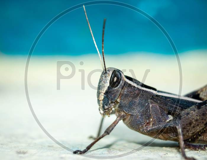 Migratory Locust, Locust, Locusta migratoria. Grasshopper (Locust) isolated on white background. Locust attack in india.
