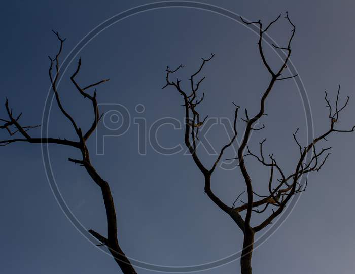 Tree With No Leaves Against Sky Background In Masinagudi, Mudumalai National Park, Tamil Nadu - Karnataka State Border, India. Tree Silhouette Against Sky Background.