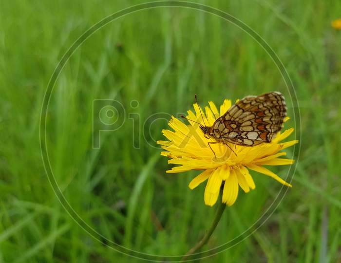 A Closeup Shot Of A Butterfly Sitting On A Yellow Flower