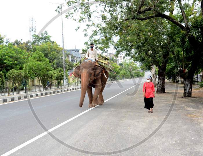 ELEPHANT ON STREET
