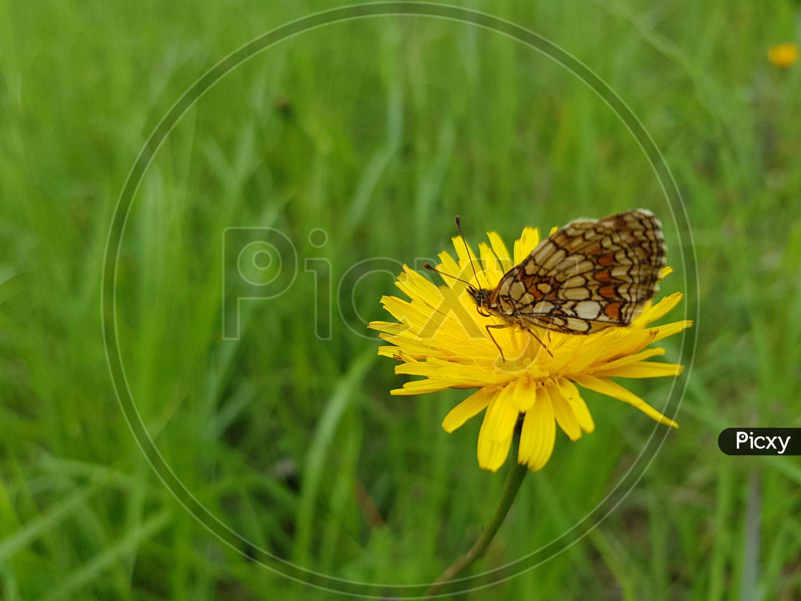 A Closeup Shot Of A Butterfly Sitting On A Yellow Flower