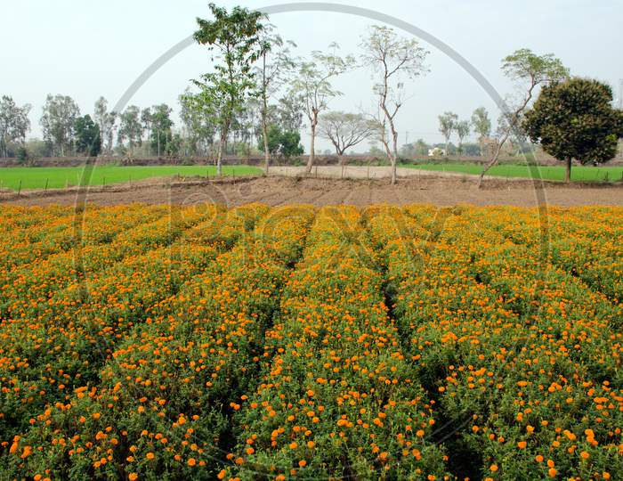 marigold flower farming at rural west bengal