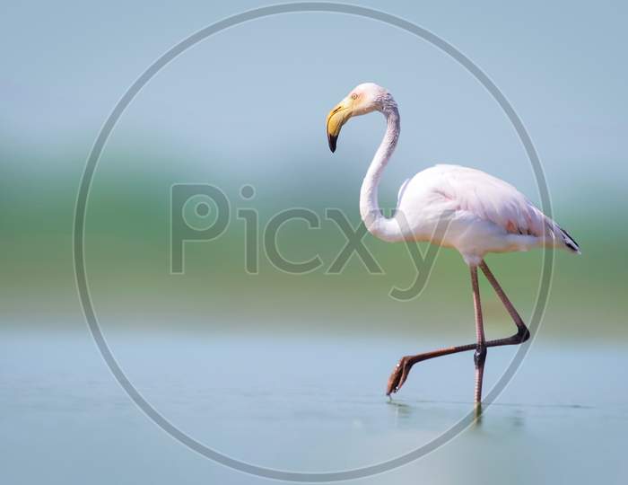 Greater Flamingo Walking Alone In Lake