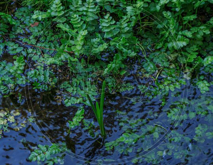 Green Water Plants In River