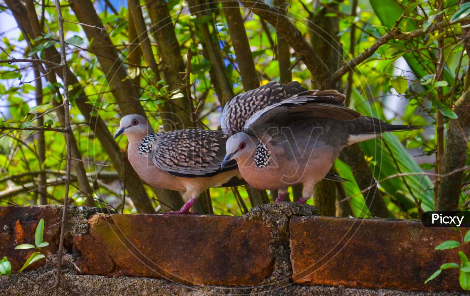 A Pair of Indian Dove  Perching