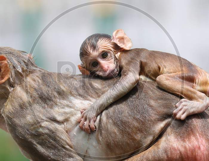 A baby monkey holds onto his mother while they take a dip in a pond to beat the summer hear in Jammu on July 10, 2020