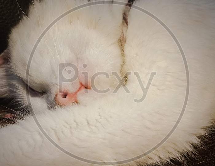 Left side of persian cat sleeping
