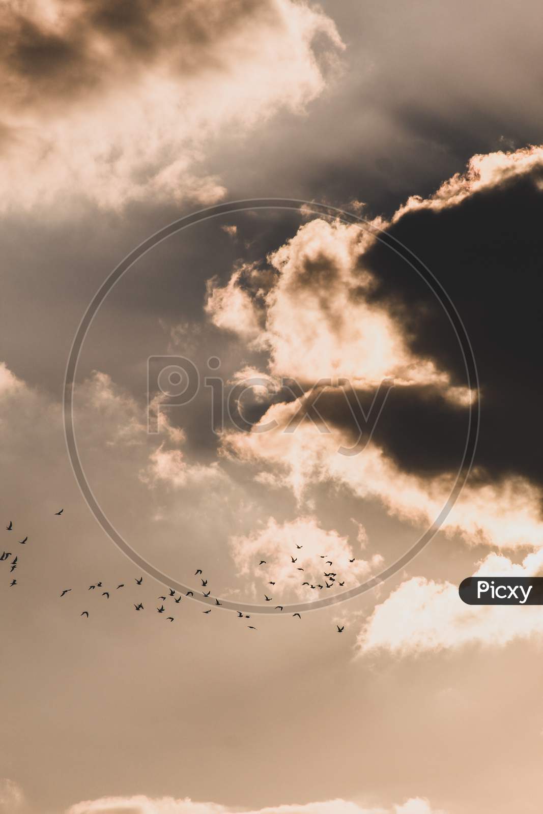 Flock Of Birds Flying In The Sky At Sunset Time