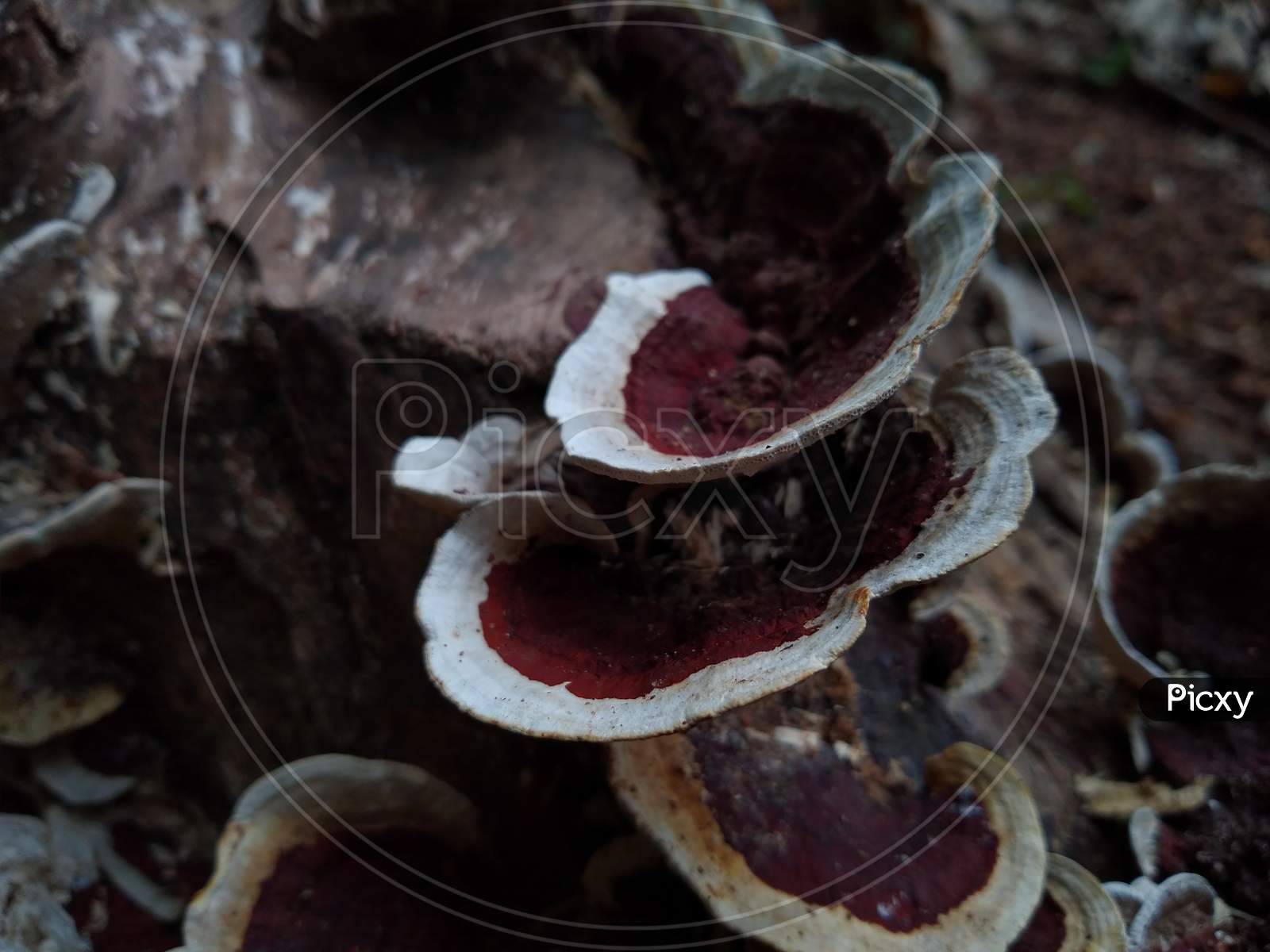 Mushrooms on the Dead wood