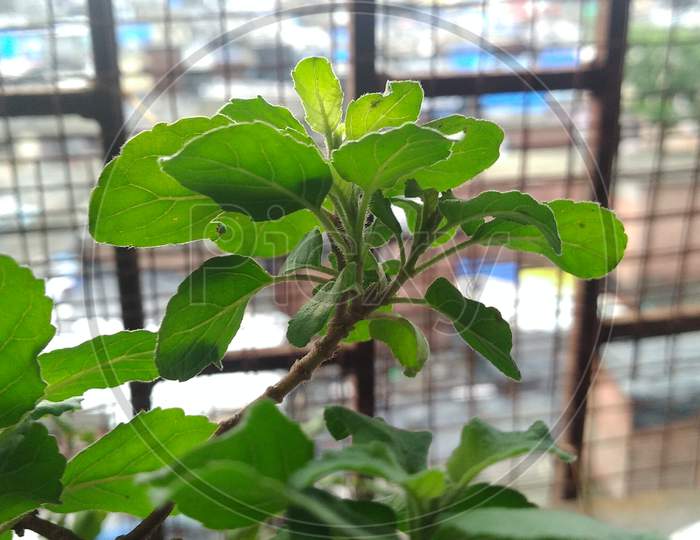 Tulsi plants leaves in morning