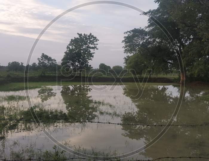 Reflection Of Big Tree In Farm Water