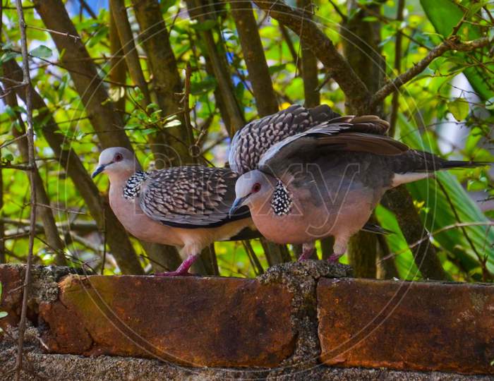 A Pair of Indian Dove  Perching