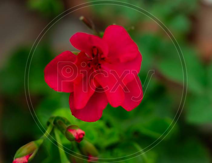 geranium flower with green blurry background close up shots