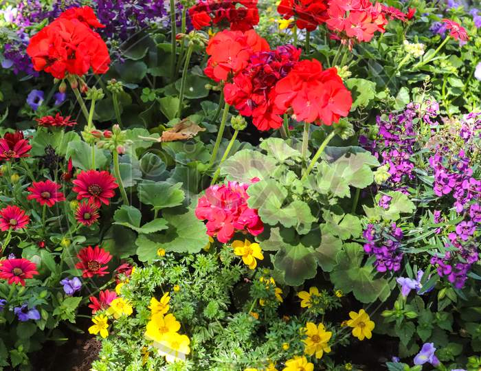 Beautiful Flowers In A European Garden In Different Colors
