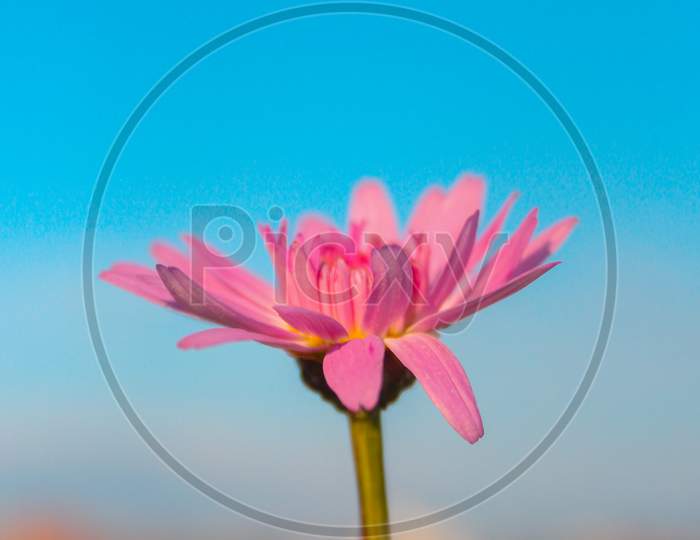 Beautiful pink flower with blue sky and blurry bsckground.