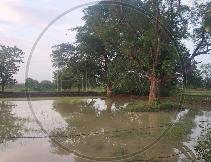 Big Tree View In Farm Water In Monsoon Natural Beauty
