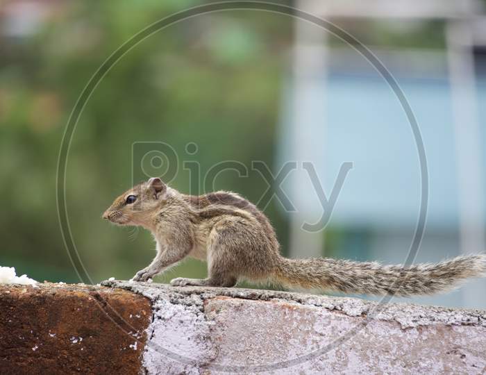 Squirrel at the wall