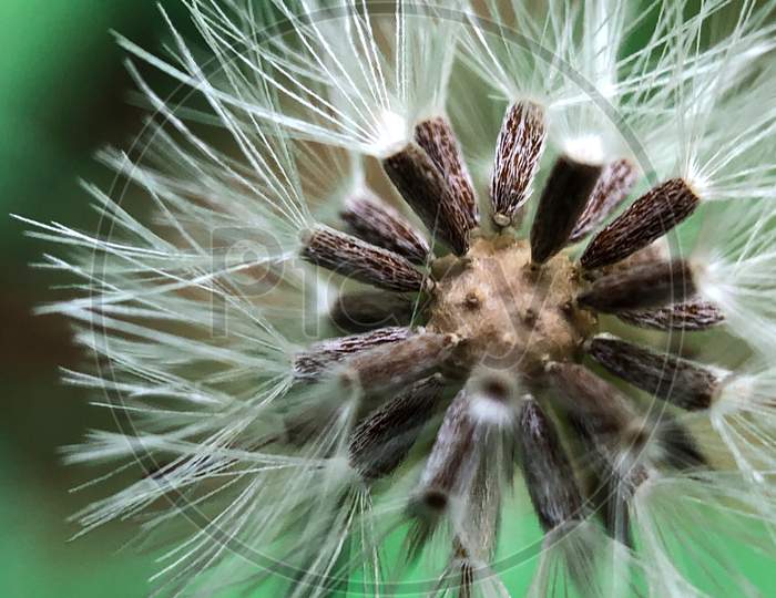 photo of nature, grass, plant, field, photography, dandelion, seed, flower, dry, green, botany, flora, wildflower, close up, thistle, macro photography, flowering plant, daisy family, plant stem, land plant, thorns spines and prickles